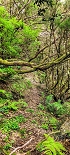 Plants: image 94 Of 208 Thumb